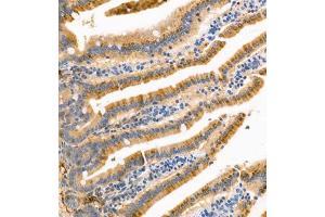 Immunohistochemistry of paraffin embedded mouse small intestine using APOA4 (ABIN7073084) at dilution of 1:1200 (300x lens) (APOA4 Antikörper)