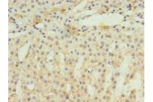Immunohistochemistry of paraffin-embedded human adrenal gland tissue using ABIN7152205 at dilution of 1:100 (EIF4EBP3 Antikörper  (AA 1-100))