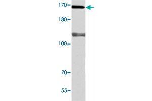 Western blot analysis of A-549 cell extracts with POLA1 polyclonal antibody . (POLA1 Antikörper)