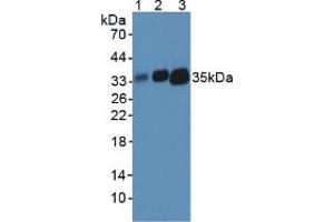 Figure. (HLA-DRA Antikörper  (AA 26-221))