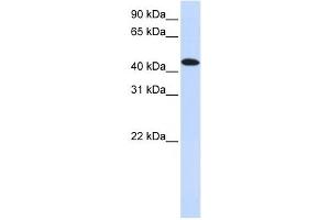 MKNK2 antibody used at 1 ug/ml to detect target protein.