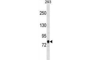 ACSL3 Antibody (C-term) western blot analysis in 293 cell line lysates (35 µg/lane).