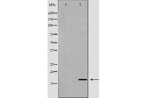 Western blot analysis of extracts of mouse spleen , using AIF1 antibody. (Iba1 Antikörper  (C-Term))