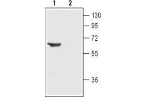 Western blot analysis of rat brain membranes:1.