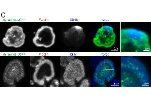 Dynamin2 eGFP colocalizes with and regulates the activity of different signaling molecules at the basal plasma membrane. (Integrin beta 2 Antikörper  (AA 701-770))