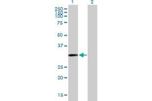 Western Blot analysis of CDO1 expression in transfected 293T cell line by CDO1 MaxPab polyclonal antibody.