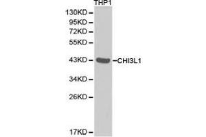Western Blotting (WB) image for anti-Chitinase 3-Like 1 (Cartilage Glycoprotein-39) (CHI3L1) antibody (ABIN1871834)