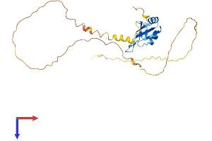 SRSF10 Protein (AA 1-262) (His tag)