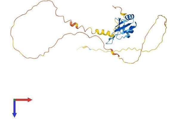 SRSF10 Protein (AA 1-262) (His tag)