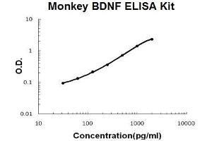 Monkey Primate BDNF PicoKine ELISA Kit standard curve (BDNF ELISA Kit)