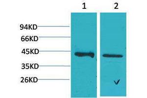 Western Blotting (WB) image for anti-Calcium Homeostasis Modulator 1 (CALHM1) antibody (ABIN3179062) (CALHM1 Antikörper)