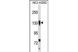 ITGB1 Antibody (C-term) (ABIN1537582 and ABIN2838263) western blot analysis in NCI- cell line lysates (35 μg/lane). (ITGB1 Antikörper  (C-Term))