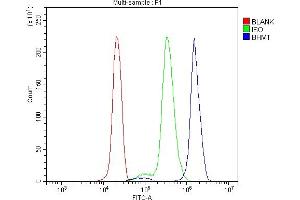 Flow Cytometry analysis of U937 cells using anti-BHMT antibody (ABIN7602515). (BHMT Antikörper  (AA 80-406))