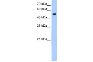 ZIK1 antibody (20R-1272) used at 0. (ZIK1 Antikörper  (N-Term))