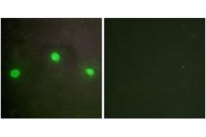 Immunofluorescence (IF) image for anti-helicase 2, X-linked (ATRX) (AA 111-160) antibody (ABIN2889485) (ATRX Antikörper  (AA 111-160))