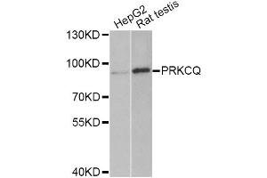 Western blot analysis of extracts of various cell lines, using PRKCQ Antibody (ABIN5975395) at 1/1000 dilution. (PKC theta Antikörper)