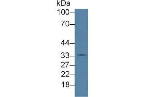 Western Blotting (WB) image for anti-Hemochromatosis Type 2 (Juvenile) (HFE2) (AA 29-401) antibody (ABIN1859170)