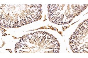 Detection of SIRT3 in Rat Testis Tissue using Polyclonal Antibody to Sirtuin 3 (SIRT3)