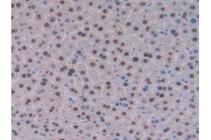 IHC-P analysis of Mouse Liver Tissue, with DAB staining. (GCKR Antikörper  (AA 17-261))