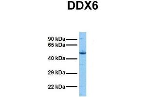 Host:  Rabbit  Target Name:  DDX6  Sample Tissue:  Human Hela  Antibody Dilution:  1. (DDX6 Antikörper  (N-Term))