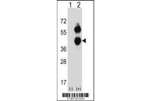 Western blot analysis of BCAT2 using rabbit polyclonal BCAT2 Antibody using 293 cell lysates (2 ug/lane) either nontransfected (Lane 1) or transiently transfected (Lane 2) with the BCAT2 gene.
