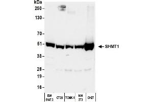 Western Blotting (WB) image for anti-serine Hydroxymethyltransferase 1 (Soluble) (SHMT1) (AA 453-483) antibody (ABIN7455015) (SHMT1 Antikörper  (AA 453-483))