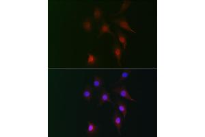 Immunofluorescence analysis of NIH-3T3 cells using FB2 Rabbit pAb (ABIN7267112) at dilution of 1:100 (40x lens). (FAM160B2 Antikörper)