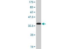 Western Blot detection against Immunogen (34. (SMAD5 Antikörper  (AA 105-182))
