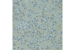 Immunohistochemistry of paraffin-embedded rat pancreas using IVNS1ABP antibody (ABIN5972499) at dilution of 1/100 (40x lens).