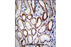 BCAT2 Antibody immunohistochemistry analysis in formalin fixed and paraffin embedded human kidney tissue followed by peroxidase conjugation of the secondary antibody and DAB staining.