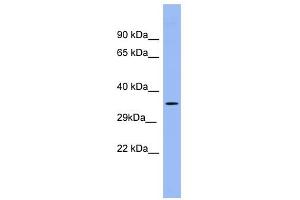 PSG5 antibody used at 1 ug/ml to detect target protein.