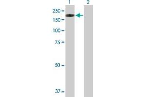 Western Blot analysis of NLRP1 expression in transfected 293T cell line by NLRP1 MaxPab polyclonal antibody.
