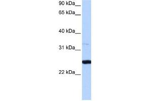 PRTFDC1 antibody used at 0. (PRTFDC1 Antikörper  (Middle Region))