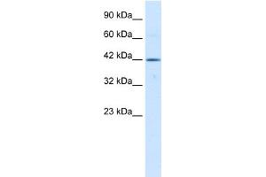 WB Suggested Anti-TBX6 Antibody Titration:  0. (T-Box 6 Antikörper  (Middle Region))