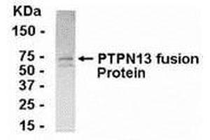 Western Blotting (WB) image for anti-Protein tyrosine Phosphatase, Non-Receptor Type 13 (APO-1/CD95 (Fas)-Associated Phosphatase) (PTPN13) (AA 212-399) antibody (ABIN2468004) (PTPN13 Antikörper  (AA 212-399))