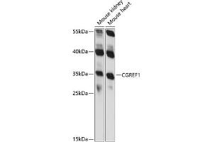Western blot analysis of extracts of various cell lines, using CGREF1 antibody (ABIN7266266) at 1:1000 dilution. (CGREF1 Antikörper  (AA 20-200))