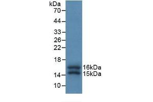 Detection of Recombinant FKBP1A, Human using Monoclonal Antibody to FK506 Binding Protein 1A (FKBP1A) (FKBP1A Antikörper  (AA 2-108))