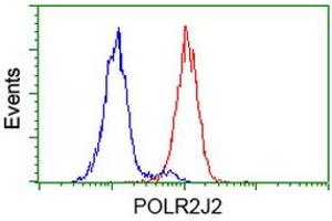 Image no. 2 for anti-Polymerase (RNA) II (DNA Directed) Polypeptide J2 (POLR2J2) antibody (ABIN1500337) (POLR2J2 Antikörper)