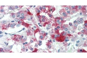 Immunohistochemistry of paraffin-embedded Adrenal tissue using TMEFF2 Polyclonal Antibody at dilution of 1:90 .