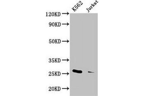 MOB1A antibody  (AA 2-216)