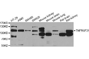 Western blot analysis of extracts of various cell lines, using TNFRSF21 antibody (ABIN5975511) at 1/1000 dilution. (TNFRSF21 Antikörper)