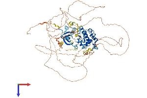 MASTL Protein (AA 1-879) (His tag)