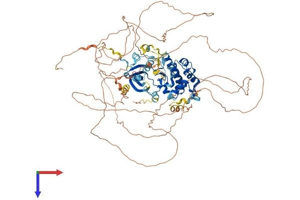 MASTL Protein (AA 1-879) (His tag)
