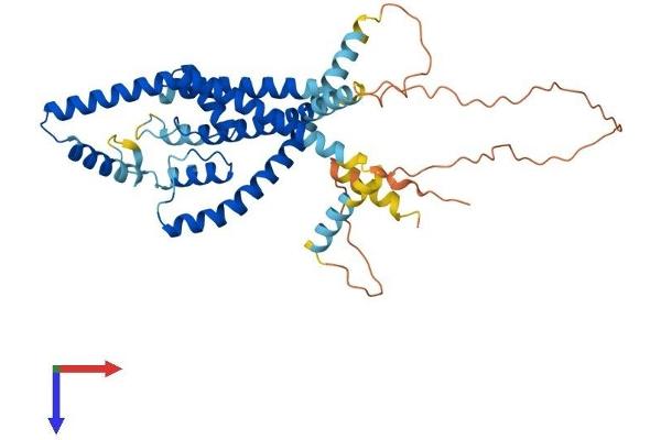 KCNK13 Protein (AA 1-405) (His tag)