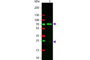 Western Blot of Donkey anti-Chicken IgG Rhodamine Conjugated Antibody. (Esel anti-Huhn IgG (Heavy & Light Chain) Antikörper (TRITC) - Preadsorbed)
