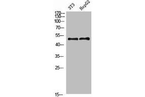 Western Blot analysis of 3T3 HEPG2 cells using Factor IX Polyclonal Antibody diluted at 1:800. (Coagulation Factor IX Antikörper  (AA 412-461))