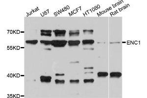 Western blot analysis of extracts of various cell lines, using ENC1 antibody (ABIN4903575) at 1:1000 dilution.