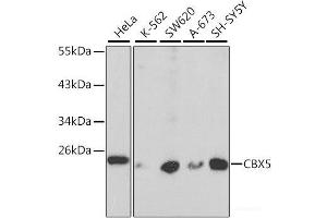 Western blot analysis of extracts of various cell lines using CBX5 Polyclonal Antibody at dilution of 1:1000. (CBX5 Antikörper)