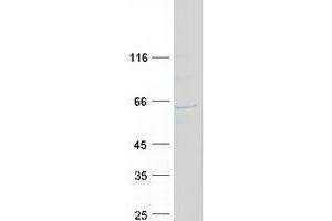 Western Blotting (WB) image for DDB1 and CUL4 Associated Factor 11 (DCAF11) (Transcript Variant 1) protein (Myc-DYKDDDDK Tag) (ABIN2735505)
