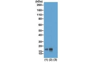 Western blot test of acid extracts of HeLa cells non-treated (1) or treated (2) with Nocodazole, and recombinant Histone H3. (Rekombinanter Histone 3 Antikörper  (pThr3))